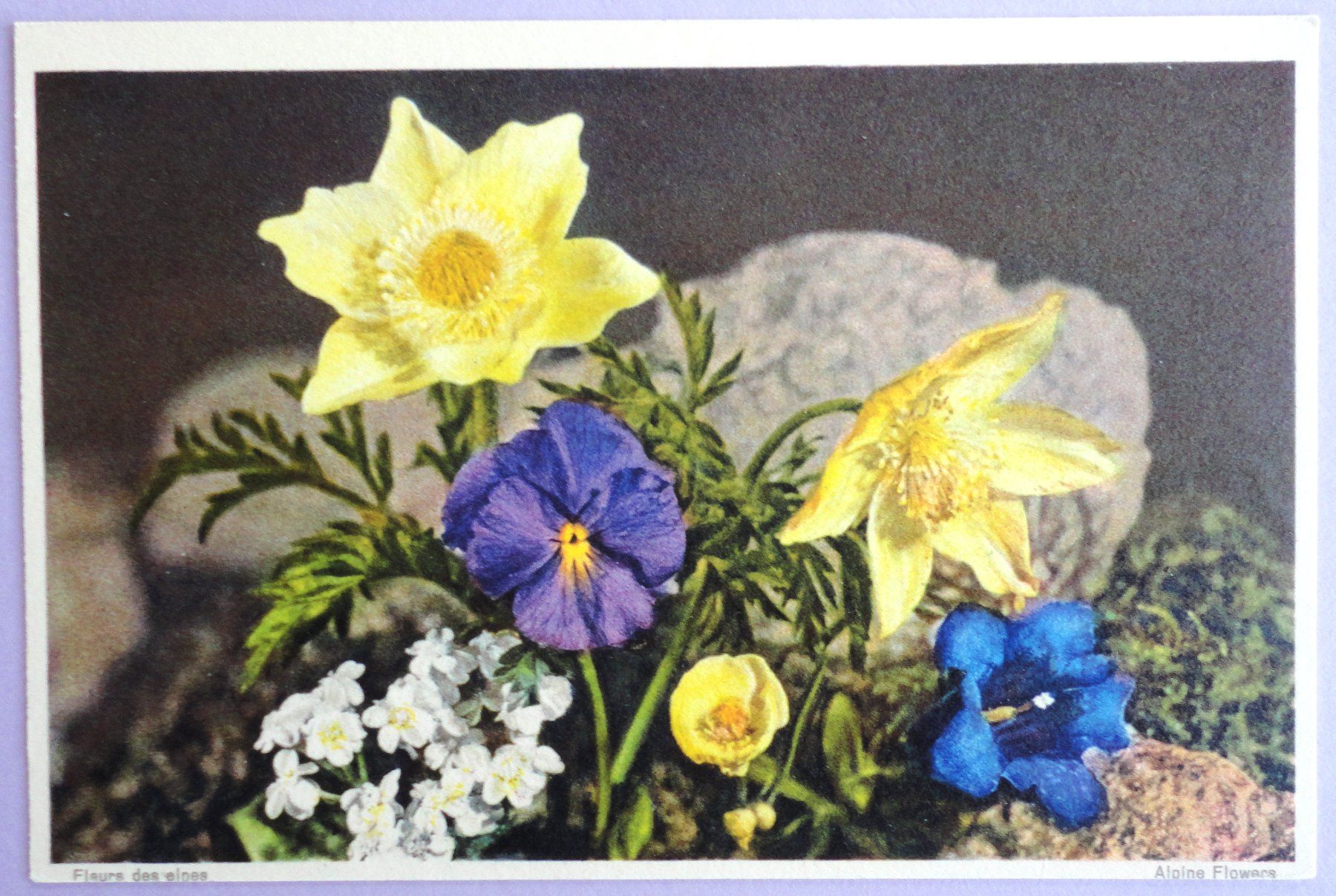 Ansichtskarten: Alpenblumen - Flora Alpina – Gebraucht aus Fétigny von Billy2miny