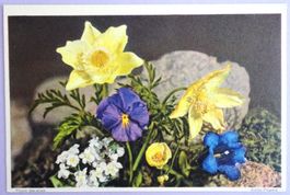 Alpenblumen - Flora Alpina