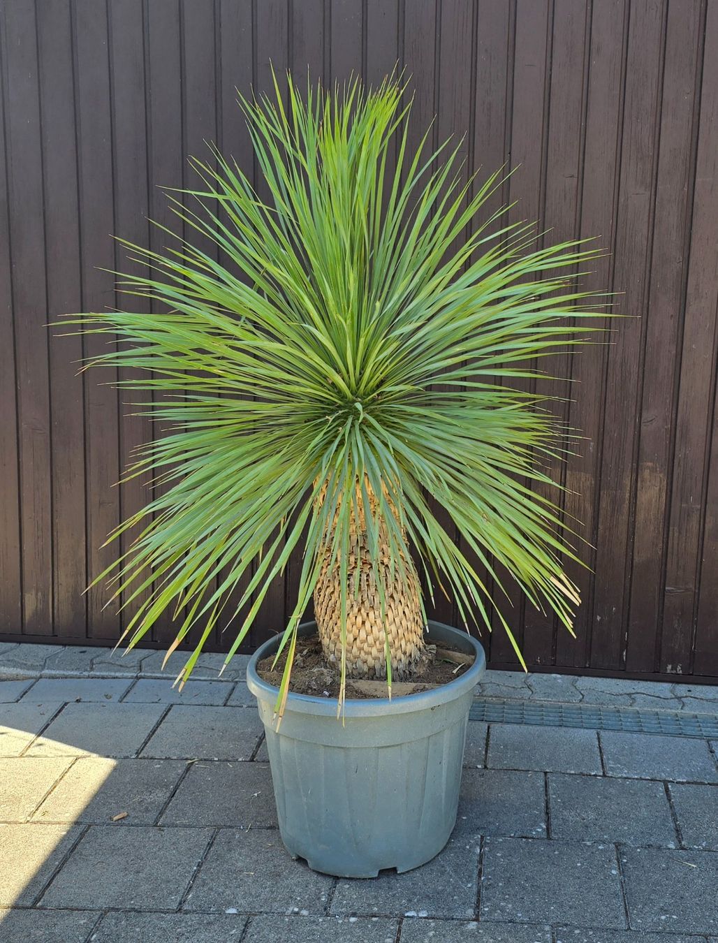 Pflanzen & Samen: Wunderschöne Yucca Rostrata – Gebraucht aus Aarburg von popkorn65 1