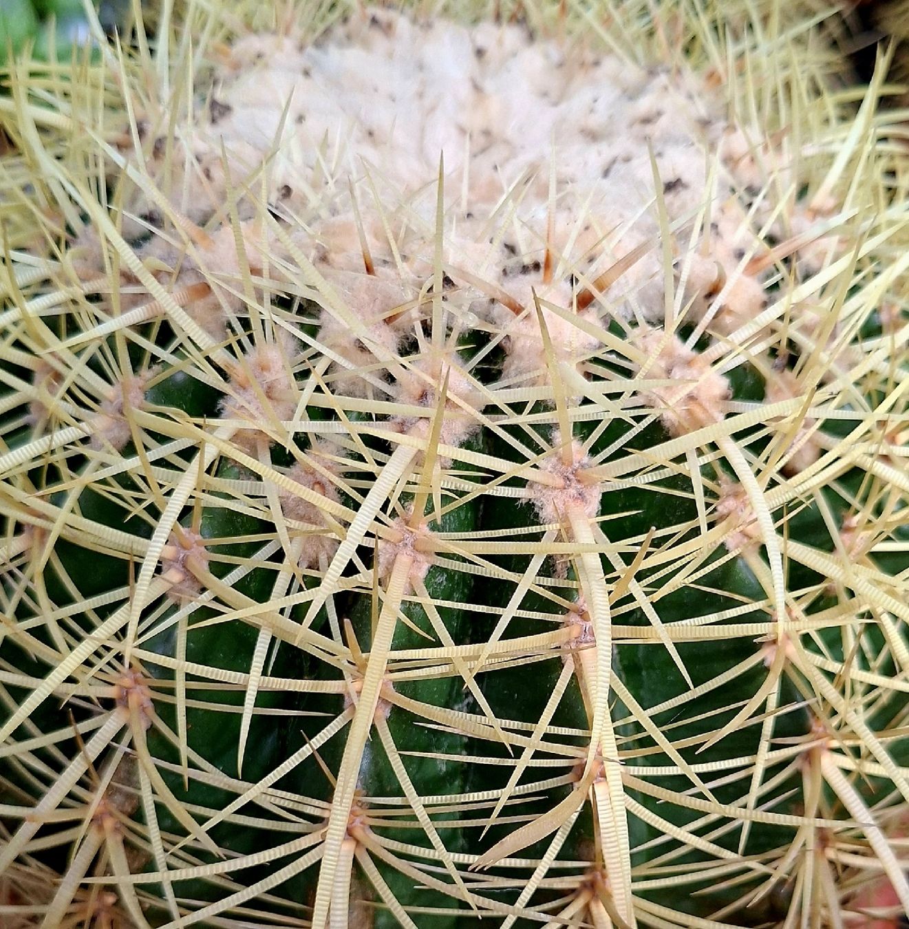 Piante & sementi: XL ECHINOCACTUS D: 25 -30 cm. Echinocactus SUPERDECORATIV! – Nuovo e nell'imballaggio originale da Rovio venduto da POSITIFFARTandPLANTS 3