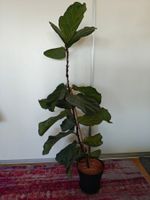 Geigenfeige Ficus Lyrata Zimmerpflanze hoher Stamm