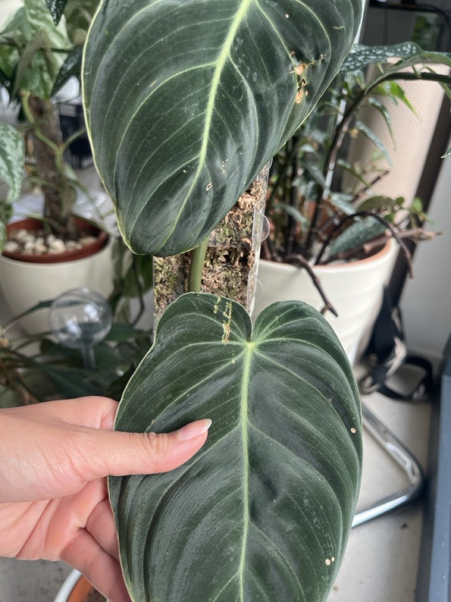 Pflanzen & Samen: Philodendron Melanochrysum – Gebraucht aus Zürich von MeelaM 1