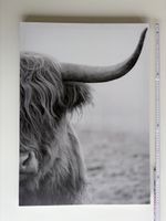 Leinwandbild Schottisches Hochlandrind 50x70 cm