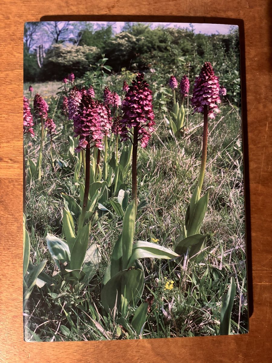 Bücher: Orchideen in Thüringen – Gebraucht aus Zürich von WWehrle 2