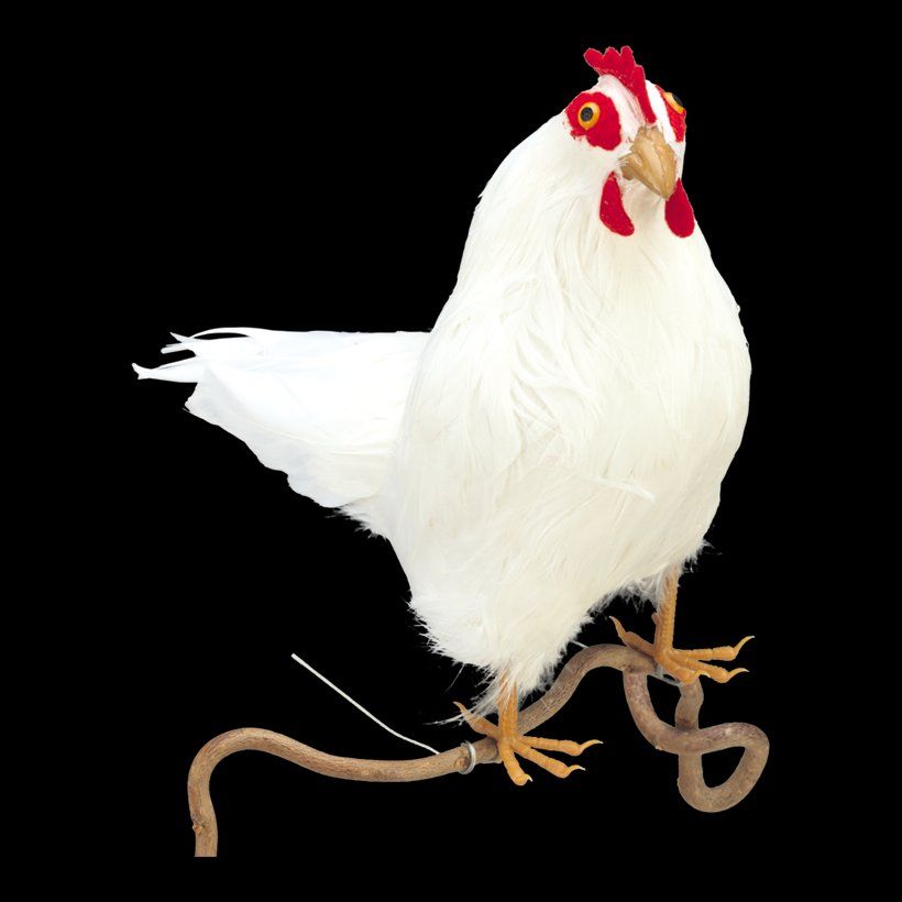Welt der Tiere: Feder Henne Tier, Dekoration – Neu und originalverpackt aus Emmen von codici
