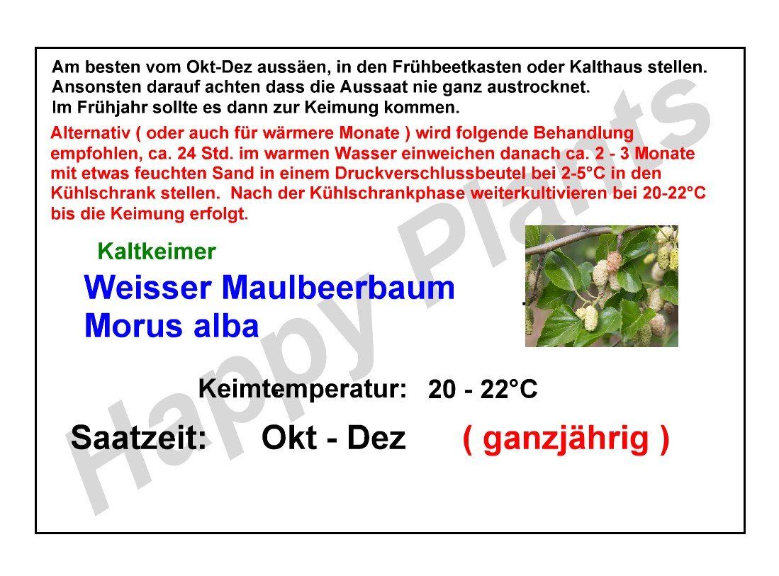 Pflanzen & Samen: Weisser Maulbeerbaum - Morus alba - 30 Samen – Neu und originalverpackt aus Sumiswald von Cham14558 3