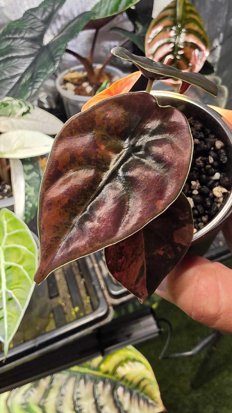 Piante & sementi: Alocasia Cuprea latte peach variegata  – Nuovo (secondo la descrizione) da Märstetten venduto da PatGomes 1