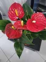 Rote Flamingoblume, Zimmerpflanze, Anthurie, Topfpflanze