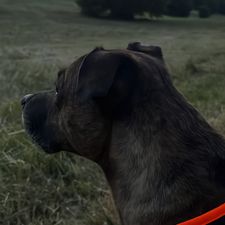 Profile image of mr.murilo