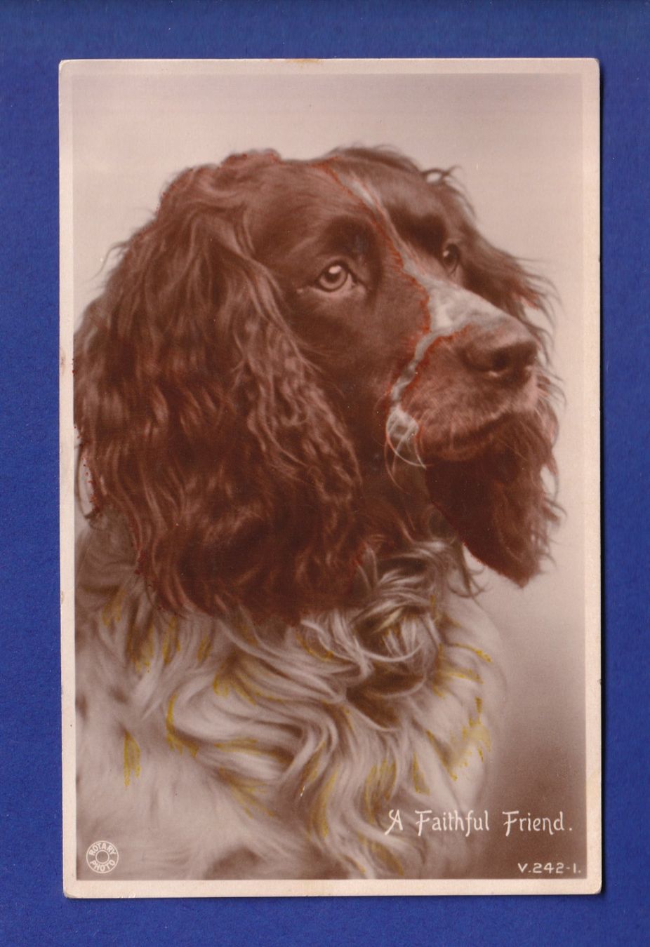 Cartes postales: CHIEN / HUND – D'occasion à Pully par nicecards-shop