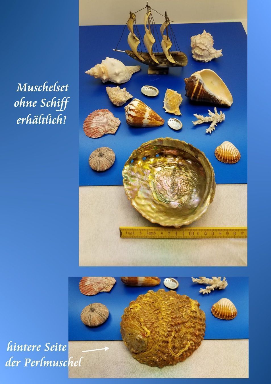 Fossili: Muschel-Set – Usato da Linden venduto da Mb2bb