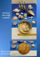 Muschel-Set