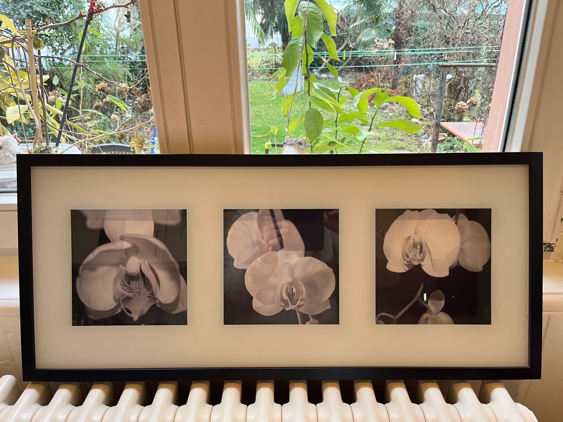 Foto & Immagini: Ikea Erikslund Bild Orchidee 72x32 cm – Usato da Basel venduto da miriricar