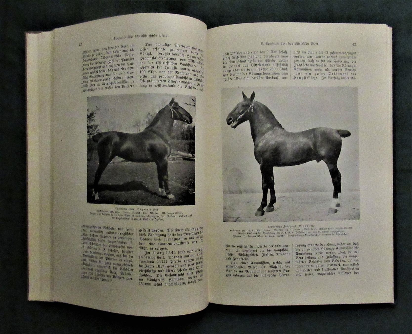 Libri: * Pferde  Pferdezucht   Ostfriesen  Reiten – Usato da hedingen venduto da kurattli01 2