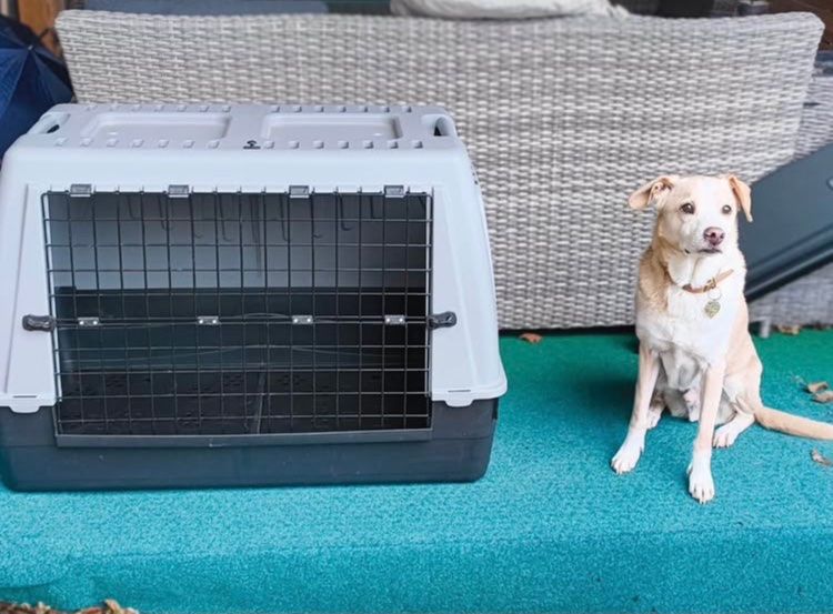 Gabbie, trasporto & Sicurezza: Caisse de transport pour chien neuve – Nuovo (secondo la descrizione) da Lausanne venduto da luc_n7hk