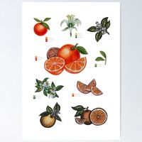 A4 Frucht Druck Art Print von Handgemalte Botanische Orange