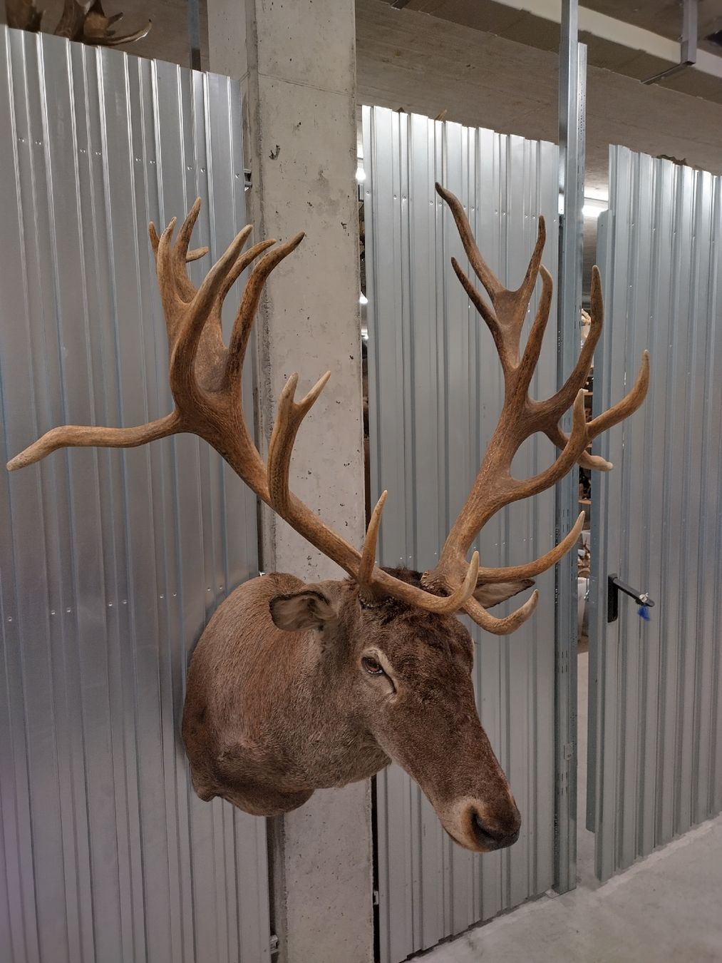 Il mondo degli animali: Rothirsch-Trophäe Hirschgeweih Jagdtrophäe Deko Hirschkopf – Nuovo (secondo la descrizione) da Wettingen venduto da Bwalti 2