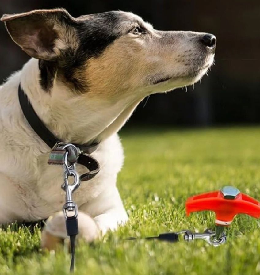 Accessori: Zeltheringe mit Gewinde für Harte Erdböden – Nuovo e nell'imballaggio originale da Niederuzwil venduto da Jamy3 1