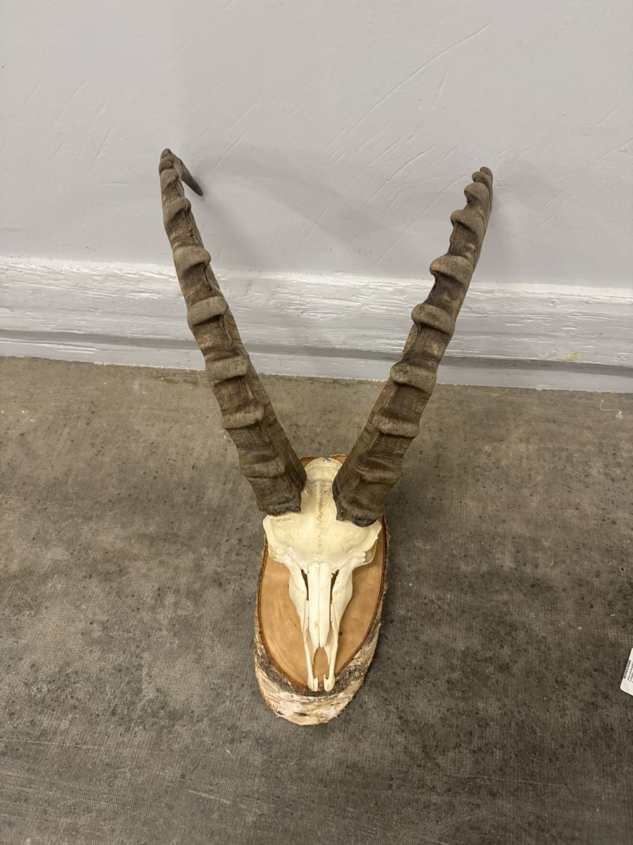 Altre raccolte & rarità: Super schönes steinbock geweih  – Usato da Strengelbach venduto da HeidiHeidi09