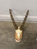 Super schönes steinbock geweih 