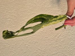 🌿 Monstera Indonesian Marble Ableger #2🌿