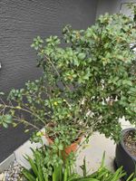 Osmanthe de Burkwood 1m30