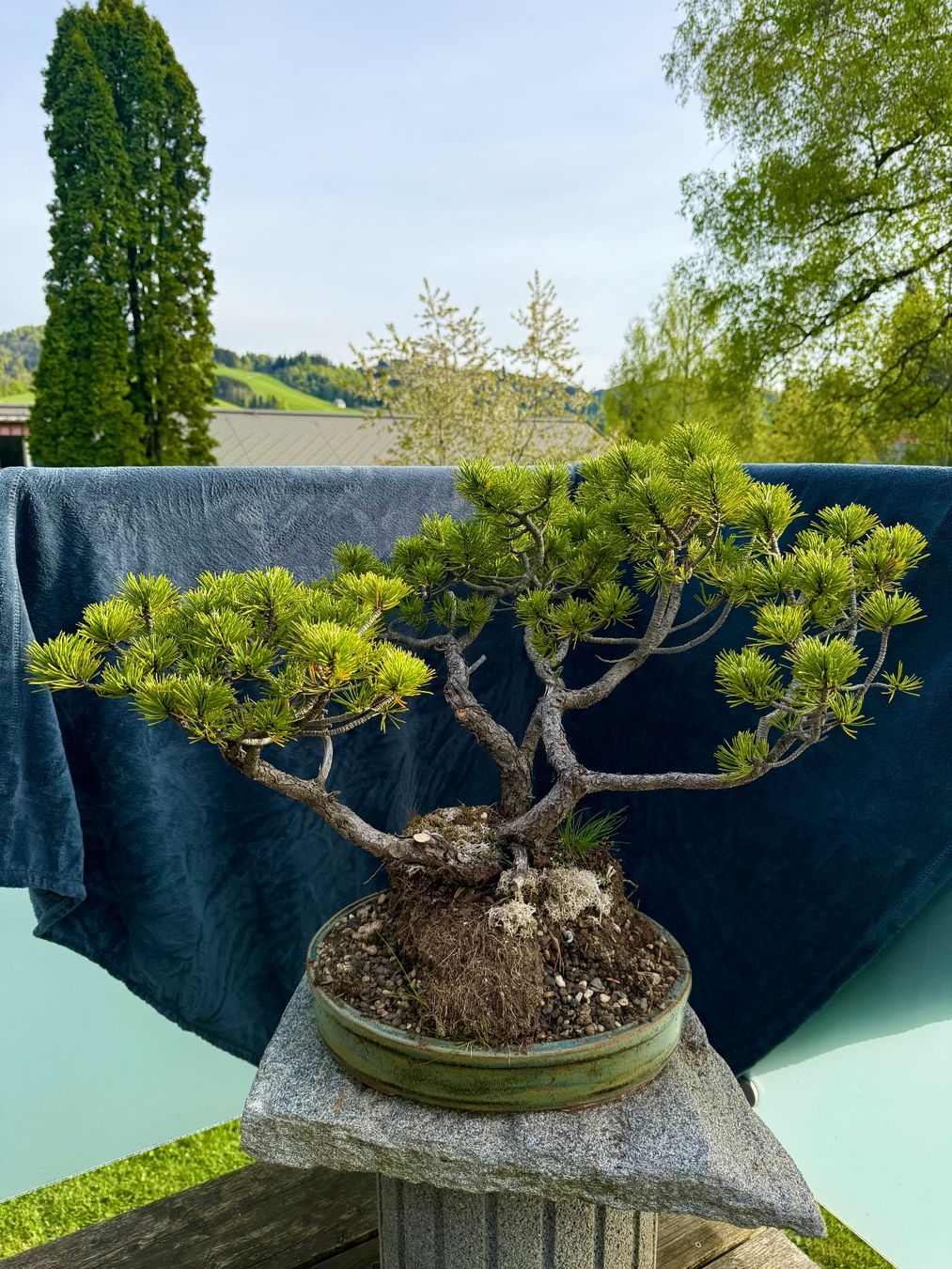 Piante & sementi: Charaktervoller Pinus Mugo Bonsai – Usato da Degersheim venduto da TreeKingdom