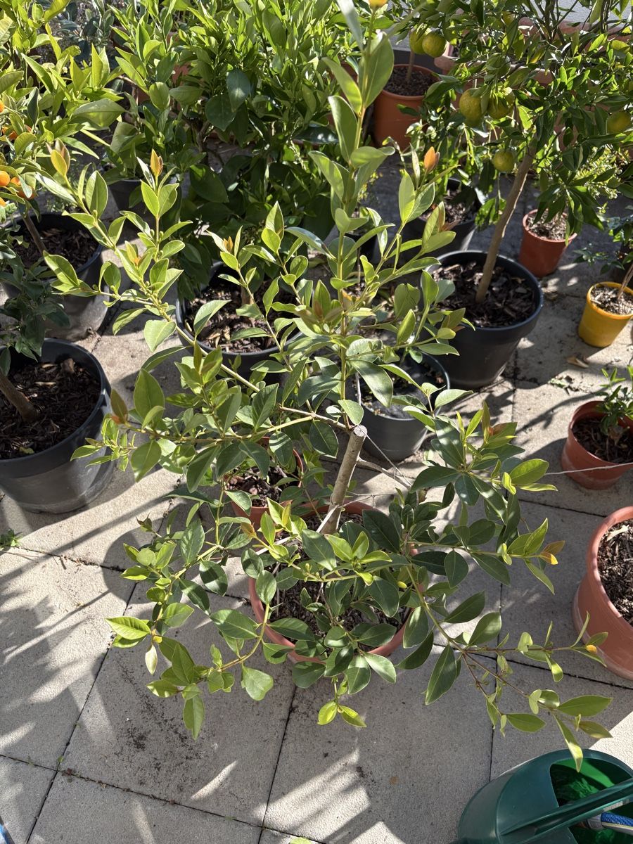 Pflanzen & Samen: Zitronenguave Guave – Gebraucht aus Dübendorf von mor_y8qf