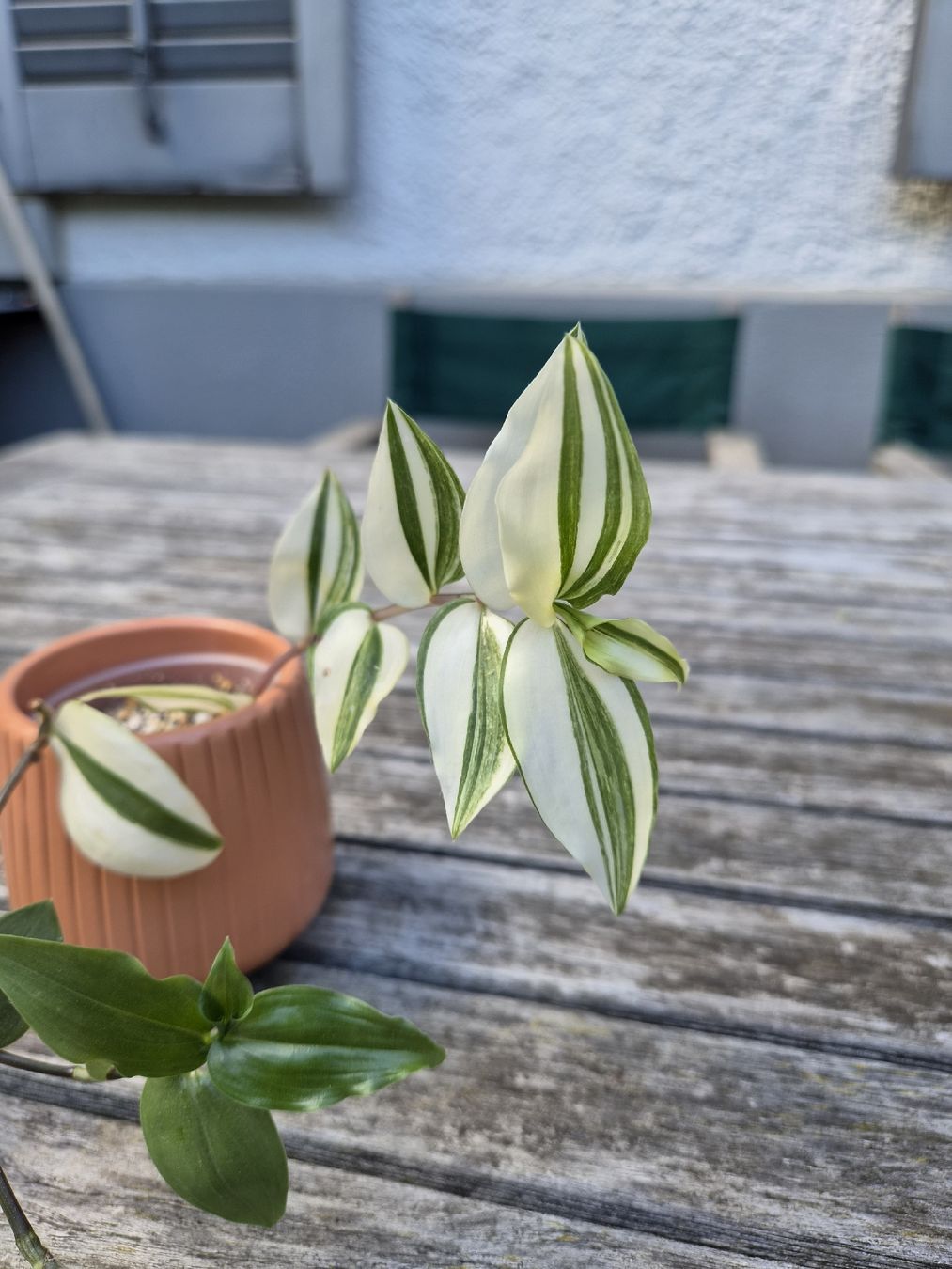 Pflanzen & Samen: Tradescantia Duo – Gebraucht aus Zürich von ebirch_ 5
