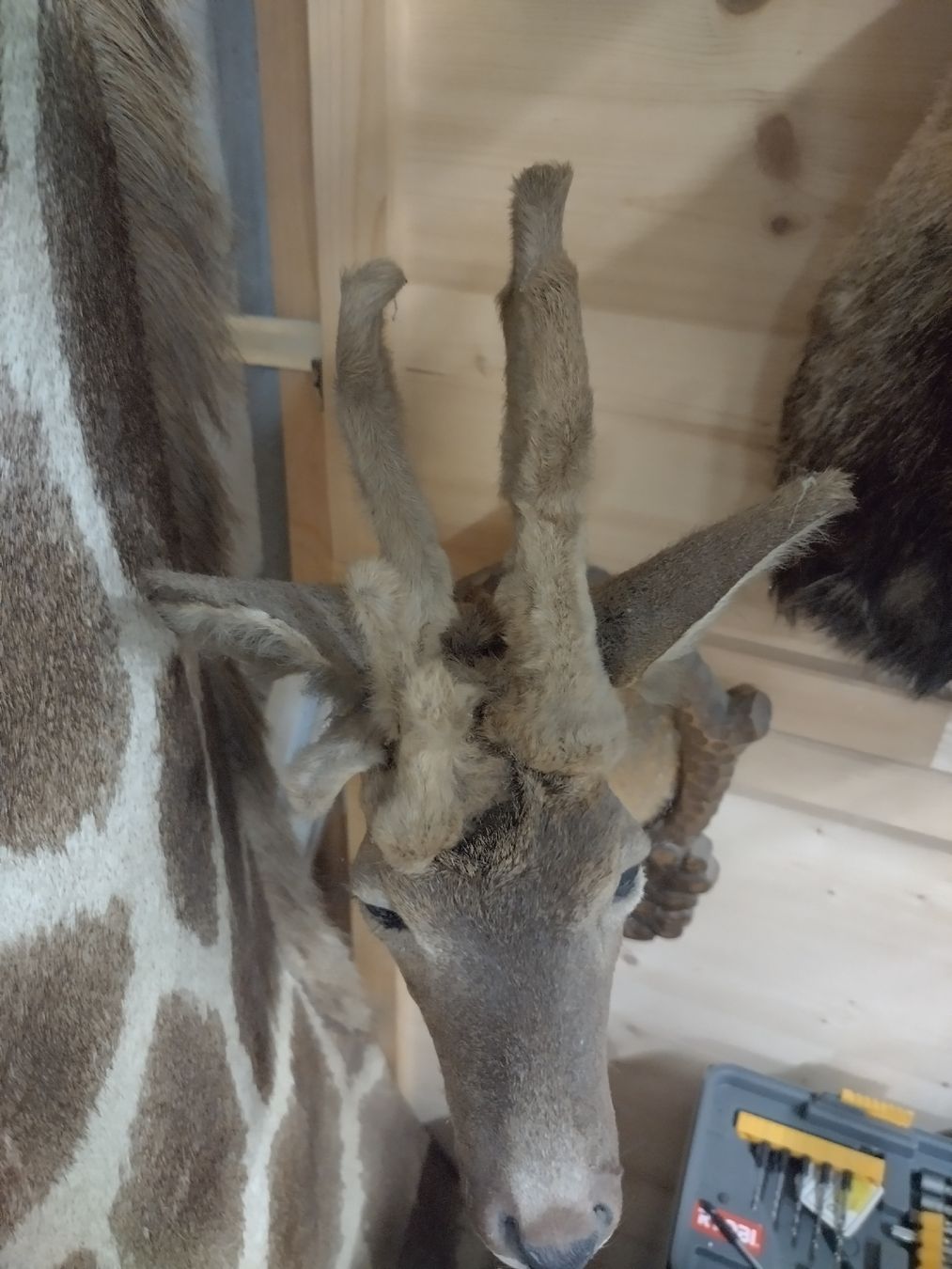 Il mondo degli animali: Perückenbock!! Rehbock Trophäe, Wanddeko, Jagdtrophäe, – Usato da Wettingen venduto da Bwalti 2