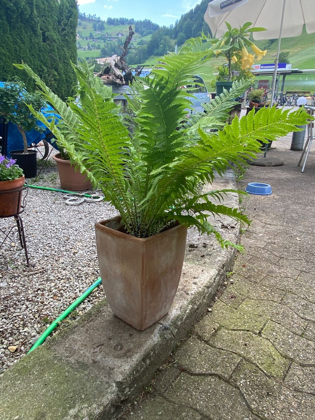 Plantes & graines: Gartenpflanzen – D'occasion à Krummenau par Schmudel