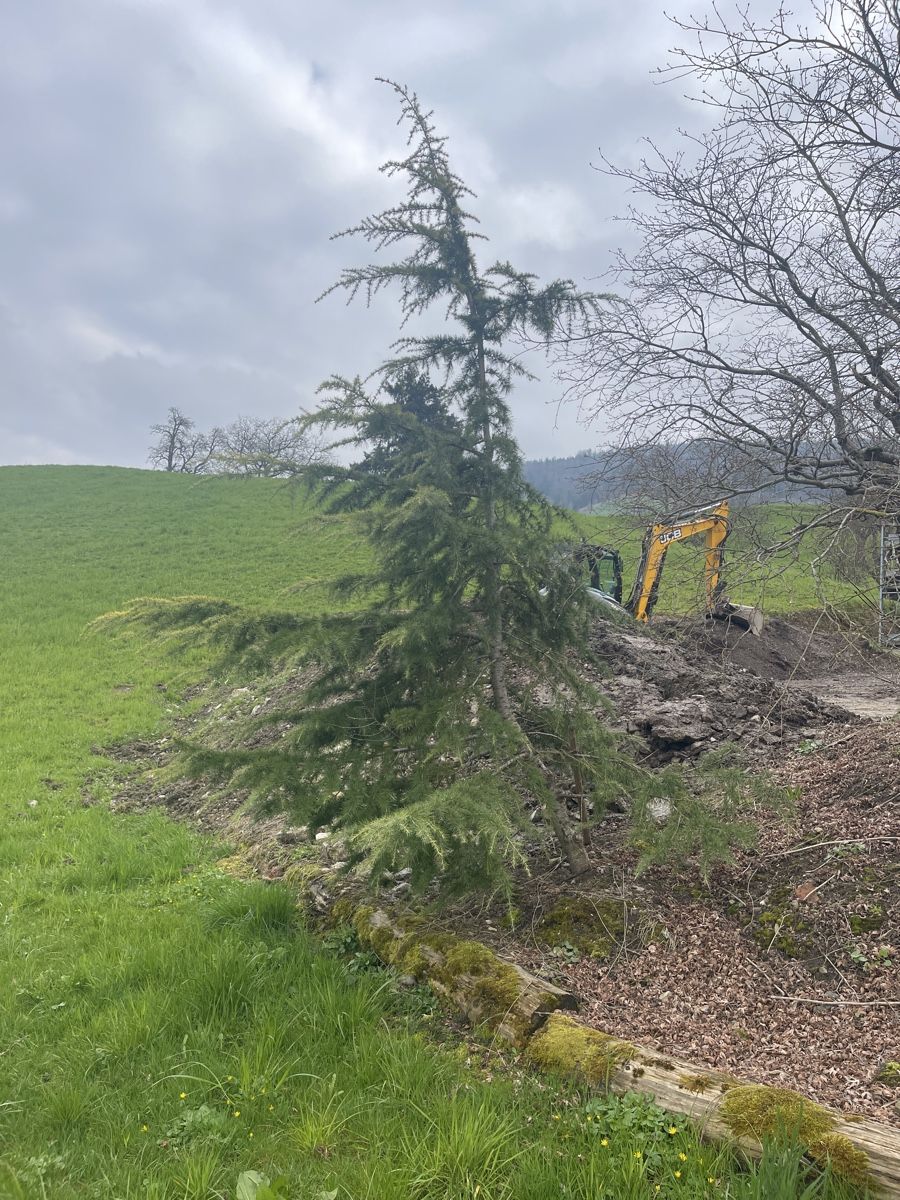 Plantes & graines: Zeder – D'occasion à Küssnacht am Rigi par Vito25