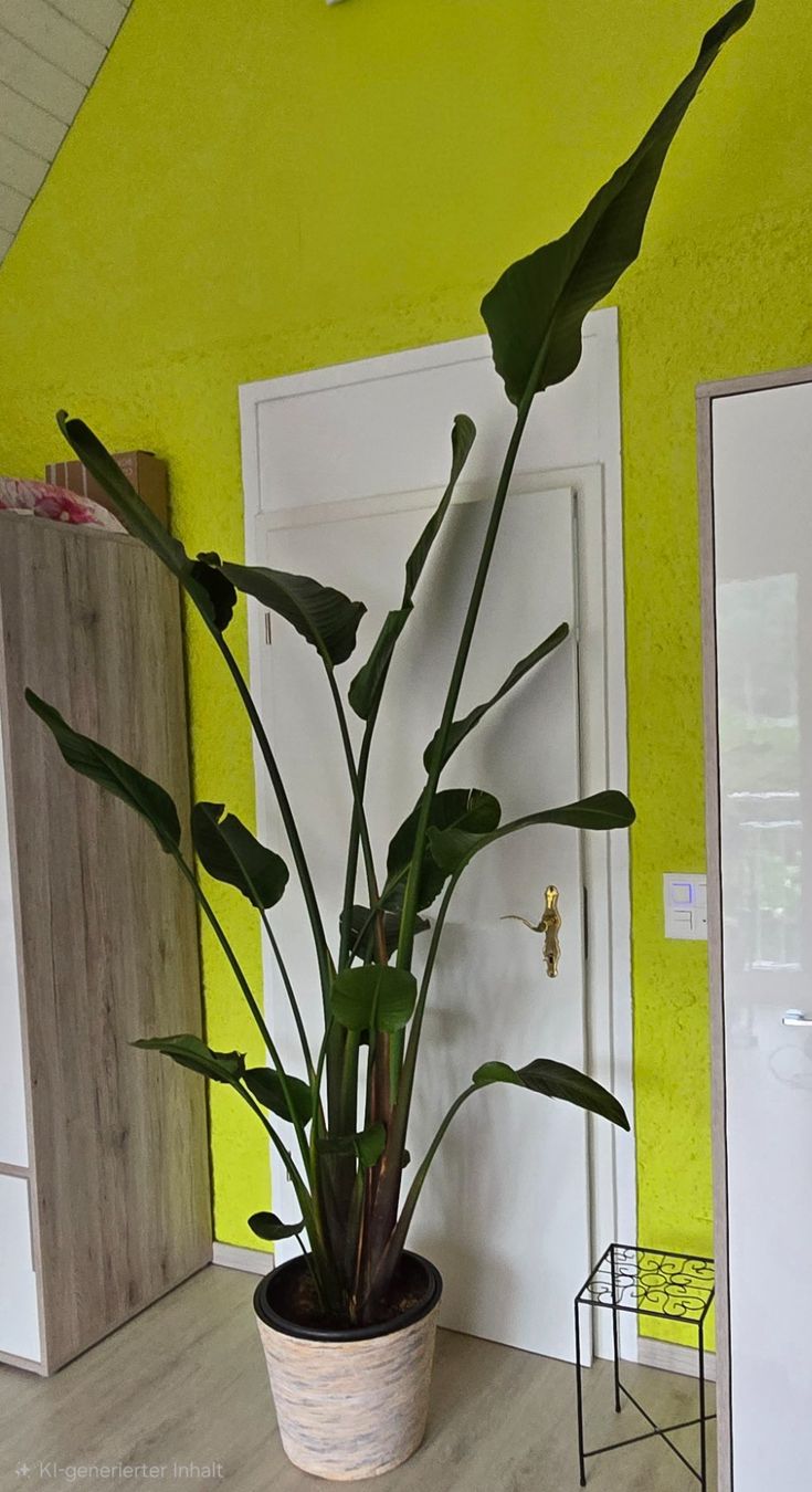 Piante & sementi: Strelitzia – Usato da Aarburg venduto da Glitzerschein 2