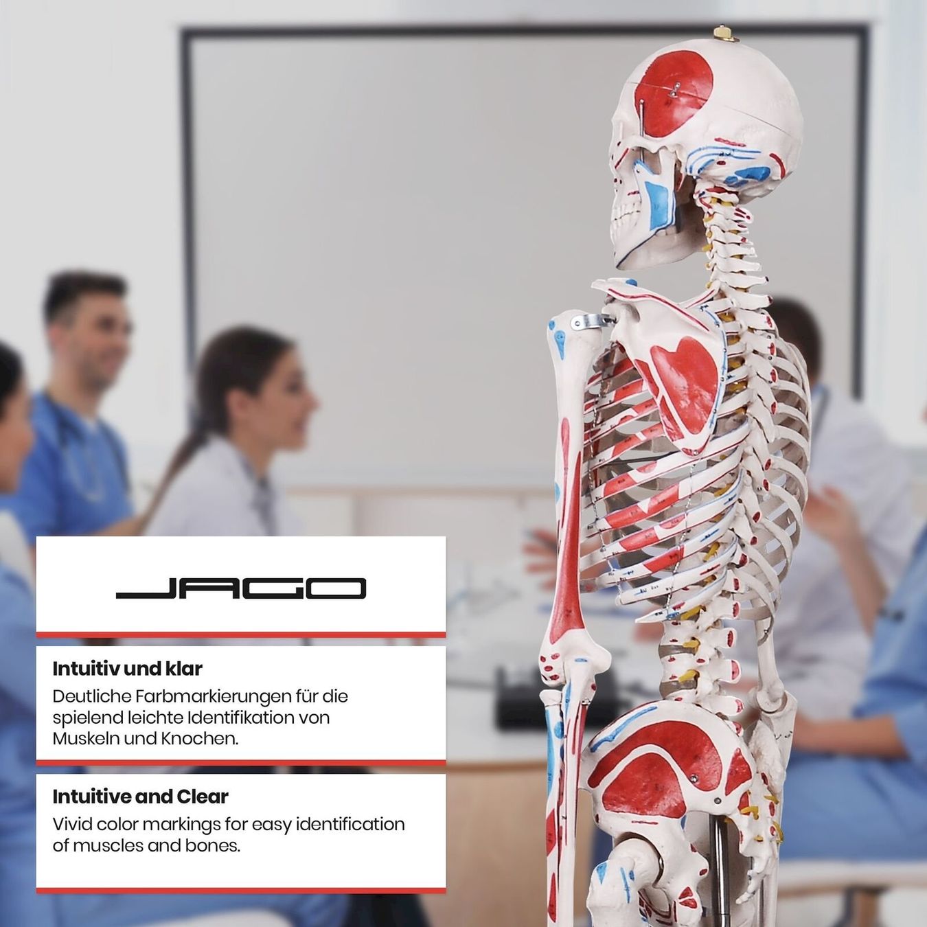 Kit di modellismo & Modellini statici: Menschliches Anatomie Skelett 181 cm – Nuovo e nell'imballaggio originale da Bottighofen venduto da zaap 5