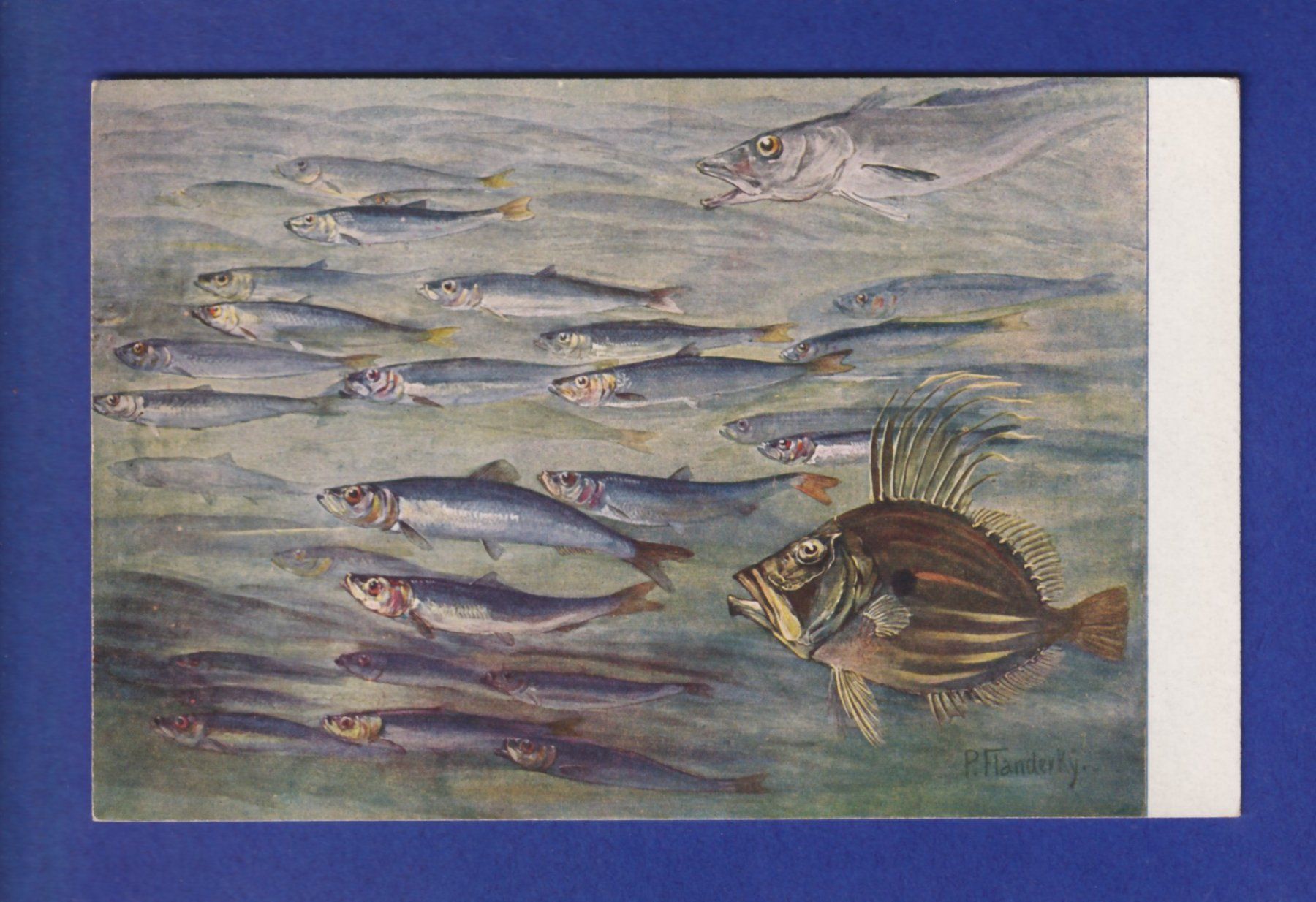 Cartoline postali: POISSONS – Usato da Pully venduto da nicecards-shop