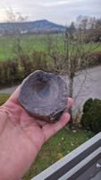 Grosser Ichthyosaurus Wirbel Deutschland