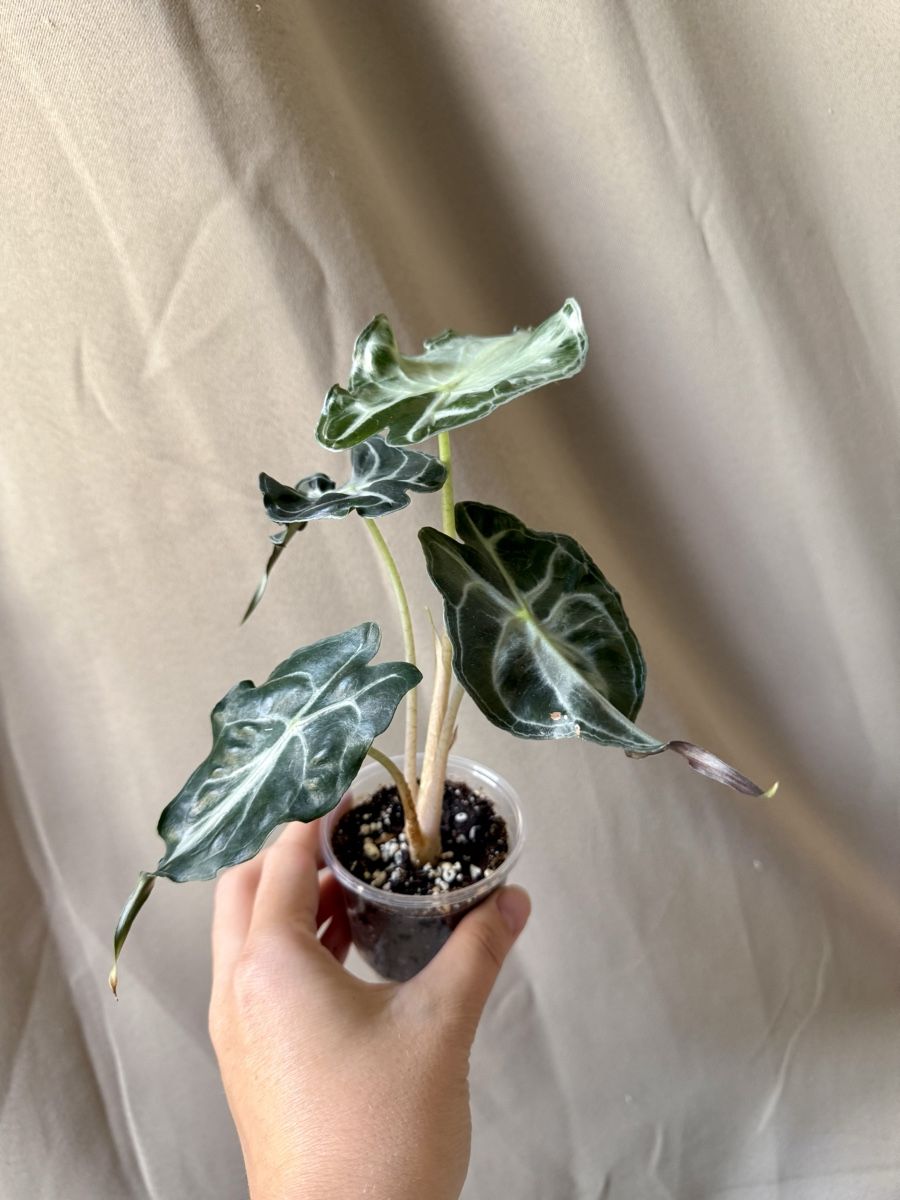 Plantes & graines: Alocasia Venom  – Neuf (Voir description) à La Tour-de-Trême par LyAmy 1