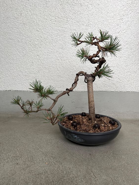 Bonsai Kiefer Kaufen auf Ricardo