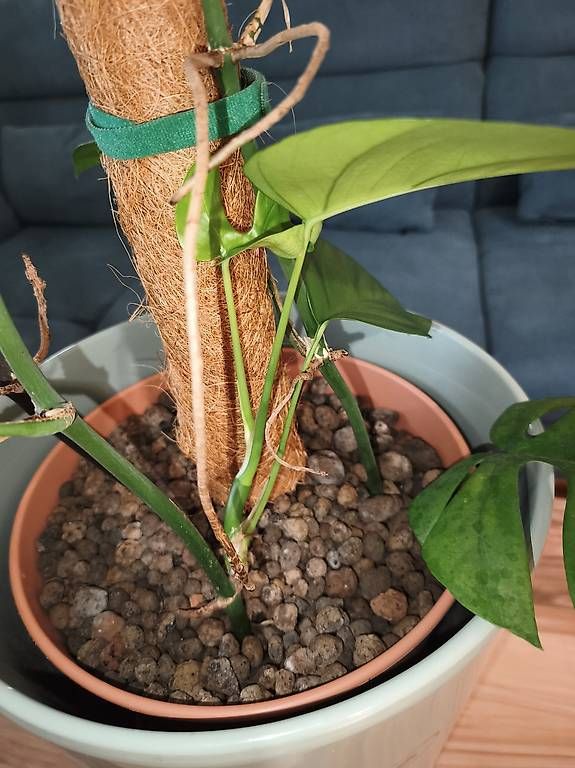 Pflanzen & Samen: Monstera minima – Gebraucht aus Kaisten von lys_zzy8 2