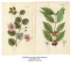 Zwei Bilder von Pflanzen