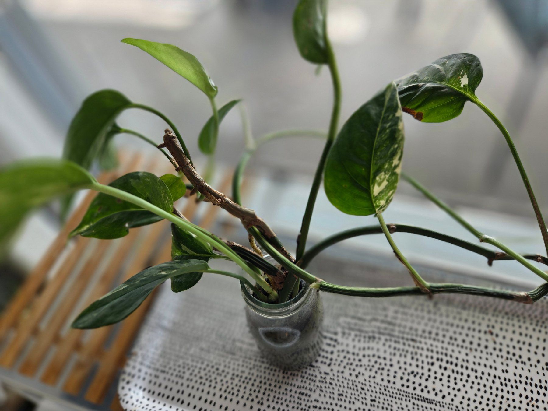 Piante & sementi: ** Epipremnum Pinnatum variegata** – Usato da Broc venduto da omegadlocks