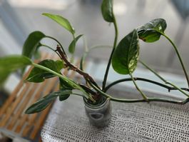 ** Epipremnum Pinnatum variegata**