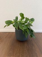 Epipremnum Pinnatum
