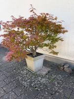 Fächer-Ahorn in Kunststofftopf