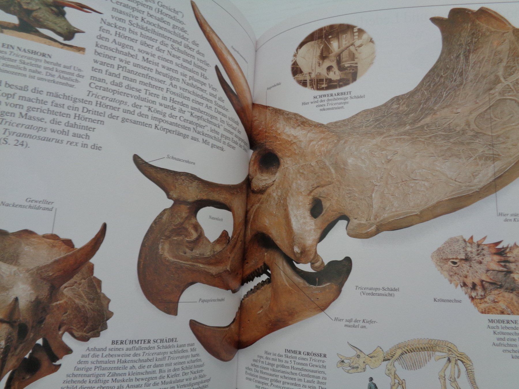 Libri: Dinosaurier - Aufstieg und Niedergang – Usato da Chur venduto da Oregano1 5