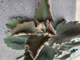 Kalanchoe beharensis Steckling