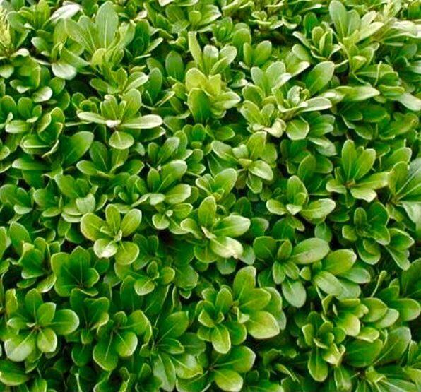 10 Samen immergrüner Zierstrauch PITTOSPORUM TOBIRA Graines Kaufen
