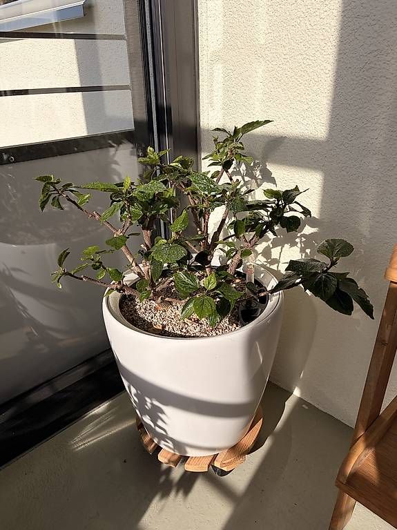 Piante & sementi: 2x Hibiskus im Lechuza Topf – Usato da Kirchberg SG venduto da Rapfunzel 1