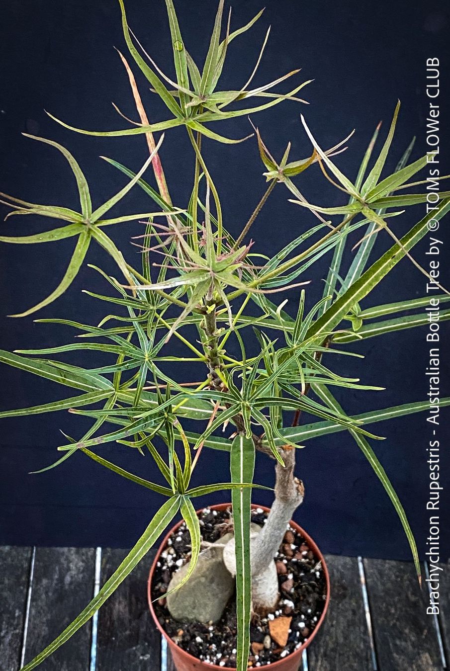 Piante & sementi: Brachychiton Rupestris - australischer Flaschenbaum – Nuovo e nell'imballaggio originale da Adliswil venduto da MarkyForest