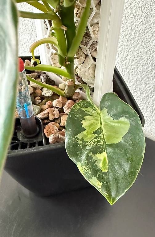 Piante & sementi: Philodendron Burle Marx Var., 3D-Rankstab, 50cm – Usato da Aadorf venduto da Arkabraa